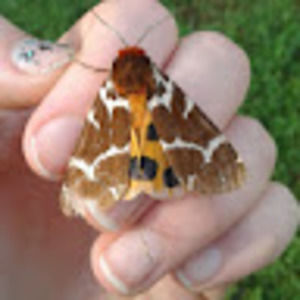 Meet your Posher, Annie